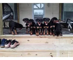 Male and female AKC German Rottweilers