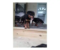 Male and female AKC German Rottweilers