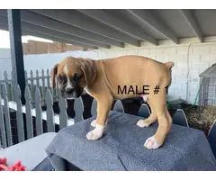 Boxer boy puppies with AKC Champion bloodlines