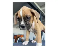 Boxer boy puppies with AKC Champion bloodlines - 2