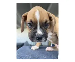 Boxer boy puppies with AKC Champion bloodlines - 3