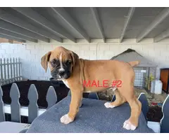 Boxer boy puppies with AKC Champion bloodlines - 4