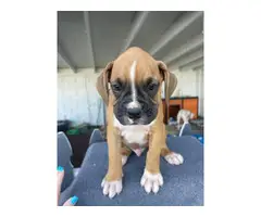Boxer boy puppies with AKC Champion bloodlines - 5