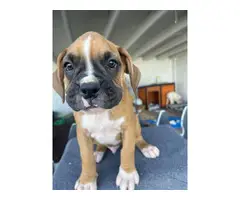 Boxer boy puppies with AKC Champion bloodlines - 6