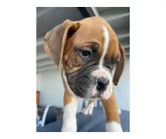 Boxer boy puppies with AKC Champion bloodlines - 7