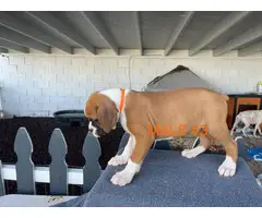 Boxer boy puppies with AKC Champion bloodlines - 8