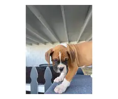 Boxer boy puppies with AKC Champion bloodlines - 9