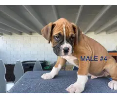 Boxer boy puppies with AKC Champion bloodlines - 10