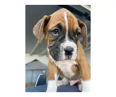Boxer boy puppies with AKC Champion bloodlines - 11