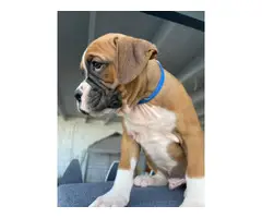 Boxer boy puppies with AKC Champion bloodlines - 12