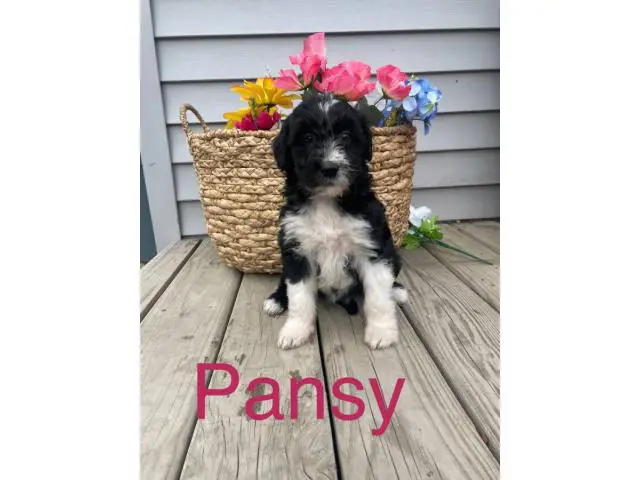 Aussiedoodle 8 weeks old puppies for sale - 2/8