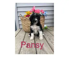 Aussiedoodle 8 weeks old puppies for sale - 2