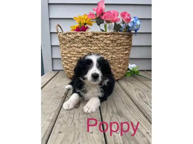 Aussiedoodle 8 weeks old puppies for sale - 3/8
