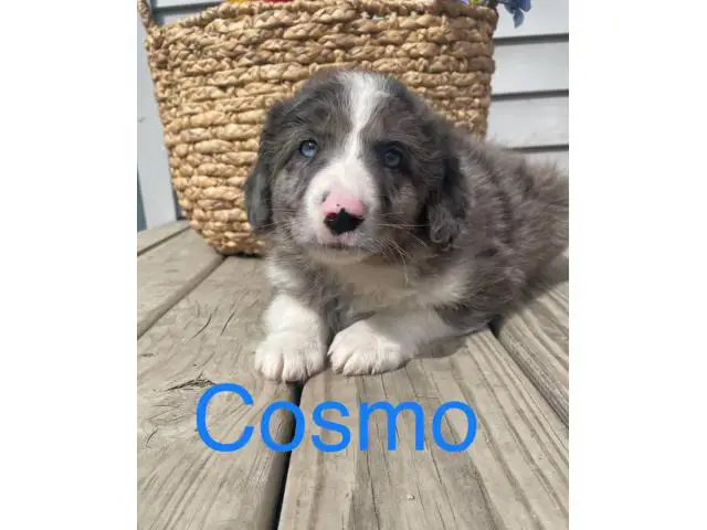 Aussiedoodle 8 weeks old puppies for sale - 4/8