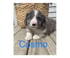 Aussiedoodle 8 weeks old puppies for sale - 4