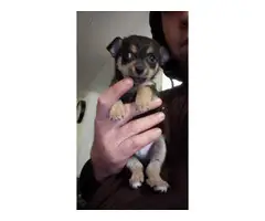 Purebred Chihuahua Puppies - 3