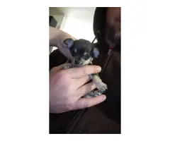 Purebred Chihuahua Puppies - 5