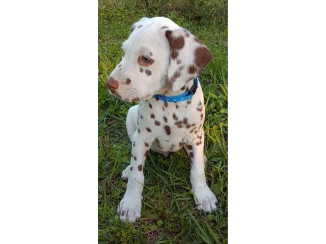 4 Liver Spotted Dalmatian Puppies For Sale Waycross Puppies For Sale