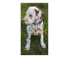 4 liver spotted Dalmatian puppies for sale