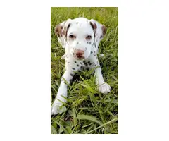 4 liver spotted Dalmatian puppies for sale - 2