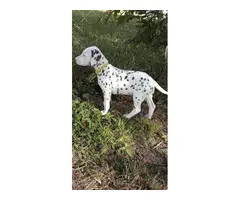 4 liver spotted Dalmatian puppies for sale - 3