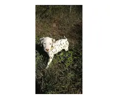 4 liver spotted Dalmatian puppies for sale - 4