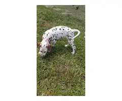 4 liver spotted Dalmatian puppies for sale - 5