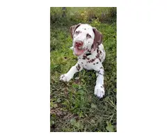 4 liver spotted Dalmatian puppies for sale - 6