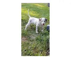 4 liver spotted Dalmatian puppies for sale - 7