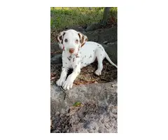 4 liver spotted Dalmatian puppies for sale - 8