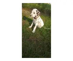 4 liver spotted Dalmatian puppies for sale - 9