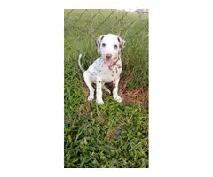 4 liver spotted Dalmatian puppies for sale - 10