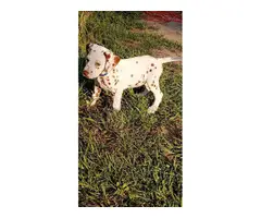 4 liver spotted Dalmatian puppies for sale - 11