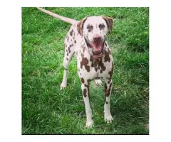 4 liver spotted Dalmatian puppies for sale - 13