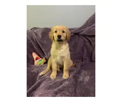 10 weeks old Golden Retriever Puppy Needing a New Home