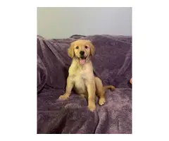 10 weeks old Golden Retriever Puppy Needing a New Home - 2