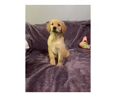10 weeks old Golden Retriever Puppy Needing a New Home - 3