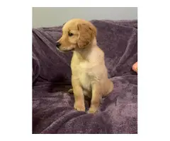 10 weeks old Golden Retriever Puppy Needing a New Home - 4