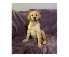 10 weeks old Golden Retriever Puppy Needing a New Home - 5