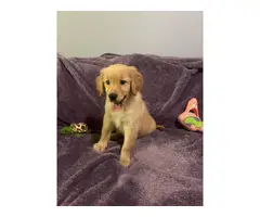 10 weeks old Golden Retriever Puppy Needing a New Home - 6