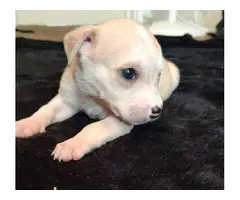 Female Chihuahua Rat Terrier puppy - 2