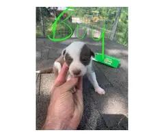 Males and females Border collie puppies
