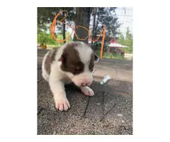 Males and females Border collie puppies - 4