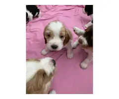 3 males and 1 female Springer Spaniel Puppies - 2
