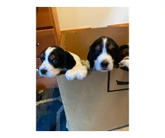 3 males and 1 female Springer Spaniel Puppies - 4
