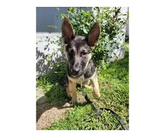 German shepherd girl puppy looking for a forever home