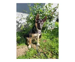 German shepherd girl puppy looking for a forever home - 2