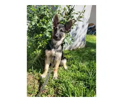 German shepherd girl puppy looking for a forever home - 3