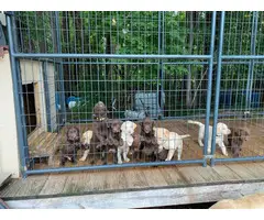 5 chocolate males and one yellow male Lab puppies for sale