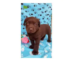 5 chocolate males and one yellow male Lab puppies for sale - 2
